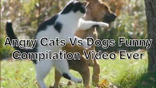 Angry Cats Vs Dogs Funny Compilation Video Ever| cats and dog Fight
