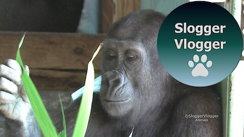 Long Video Of Clips Of The Twycross Gorillas