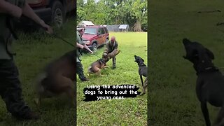 Young dogs learning from advanced dogs #malinoislovers #dutchshepherd #protectiondog #traineddogs