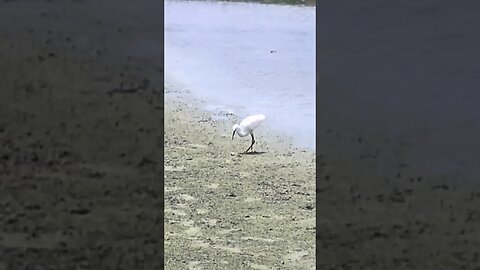 Juvenile Heron Feeding at Gould's Inlet, St. Simons Island: A Slack Tide Short #shorts