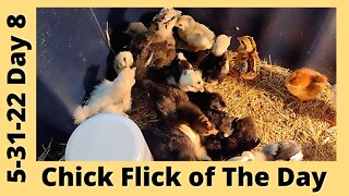 Chick Flick May 31, 2022 - Silkie, Cochin, & Polish Chicks Growing