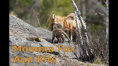 Trail Cam Adventure - Fox Den and Baby Kits