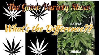 All I Could Find Out on Sativa & Indica Differences