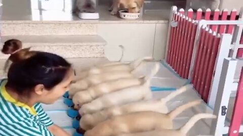 wow! So many puppies, look what this beautiful girl is doing!