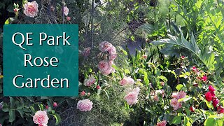Queen Elizabeth Park Rose Garden Tour Vancouver
