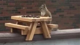 Squirrel shows impeccable table manners