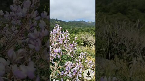 Stunning Coastal Mountain Landscape in Northern California - Serene Nature