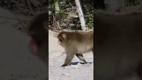 Wild Monkey Encounter