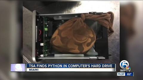 Python found inside computer at Miami airport