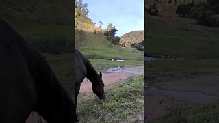 The secret lives of horses