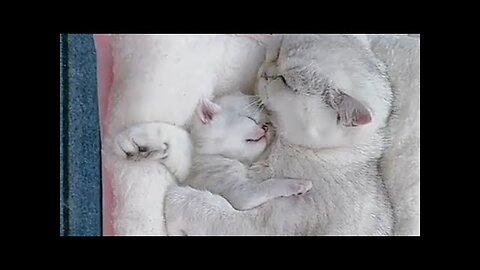 Cat mother always love her kittens _ Great love