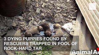 3 Dying Puppies Found by Rescuers Trapped in Pool of Rock-Hard Tar