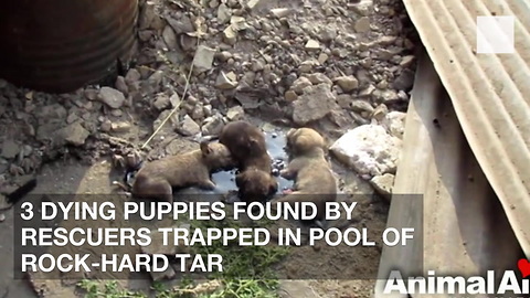 3 Dying Puppies Found by Rescuers Trapped in Pool of Rock-Hard Tar