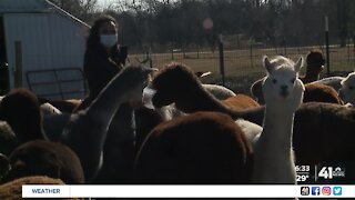 One Tank Trips: Yaya's Alpaca Farm