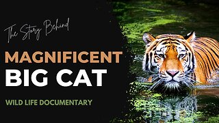 The Great Tigers: Discovering the World's Most Striking and Endangered Big Cats