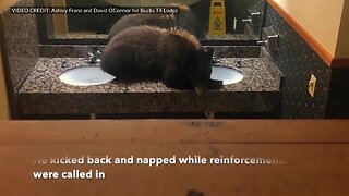 Bear in Montana Hotel Bathroom