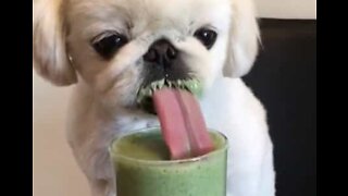 This dog loves smoothies