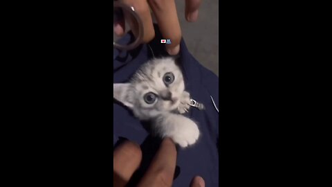 cute cat in pocket 😻😻