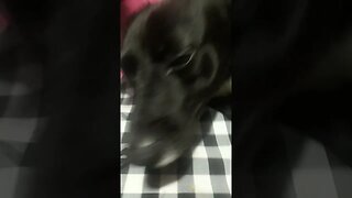 DOG BOTHERING MOM & DAD - HAPPY PUPPY - FUNNY PET - DOG LOVER #shorts