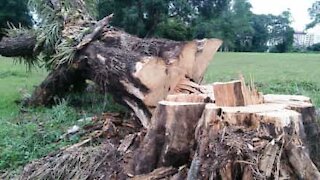 La chute d'un arbre fait bondir ce bûcheron