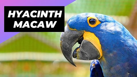 Hyacinth Macaw 🦜 The Endangered Gem Of The Amazon!