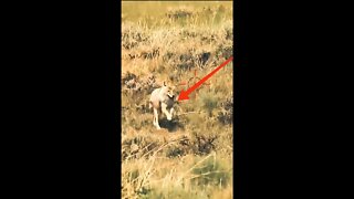 Hunting Coyotes #shorts #dogs #animals #hunter #111