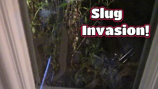 Leopard Slug Invasion! 🐌