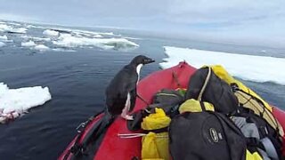 Pinguim pula dentro de barco para dizer "olá"