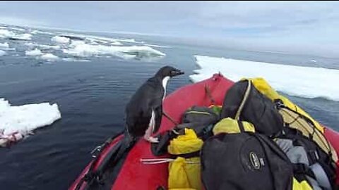 Pinguim pula dentro de barco para dizer "olá"