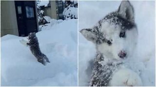 Ce husky adore jouer dans la neige