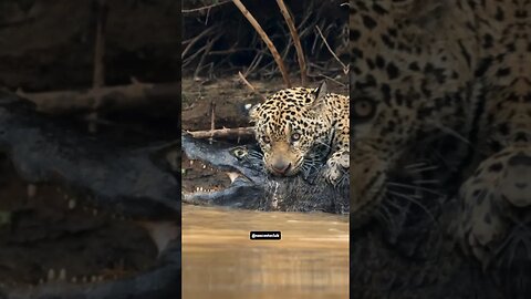 FIERCE Jaguar vs. Caiman❗️👀
