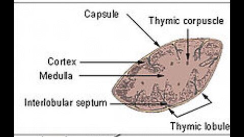 Thymus