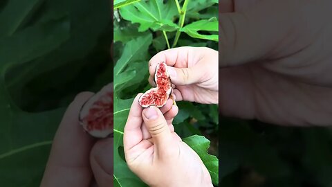 World's Toughest Fruit Tree THRIVES Anywhere – Taste Test REACTION! 🌳🤯