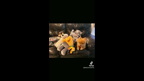 Baby Gives Dog Some Stuffed Animals