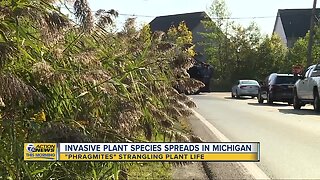 Invasive plant species spreads in Michigan