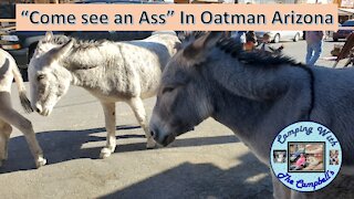 Come See an Ass in Oatman, Arizona
