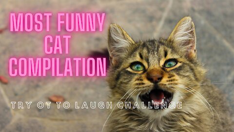 most funny cat compilation