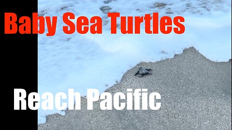 3 Baby Sea Turtles in Puerto Vallarta Escape into the Ocean After Leaving Nest