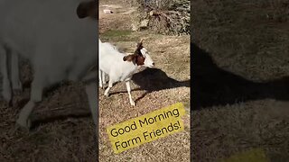 Waking up on the farm! #shorts #farm #goats #chickens #horses