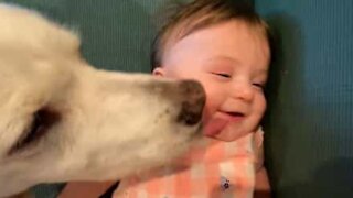 Cachorro se diverte lambendo cara de bebê