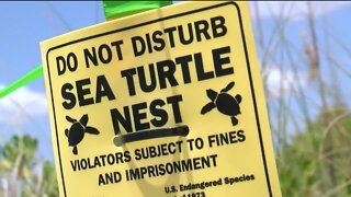 Sea Turtle Nests Vandalized at State Park