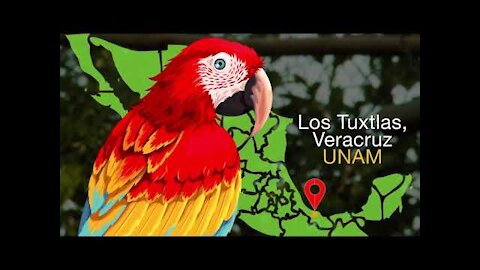 In Mexico there are less than 200 scarlet macaws in the wild