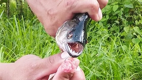 Piranha in Amazon lake ferociously attacks meat dipped in water