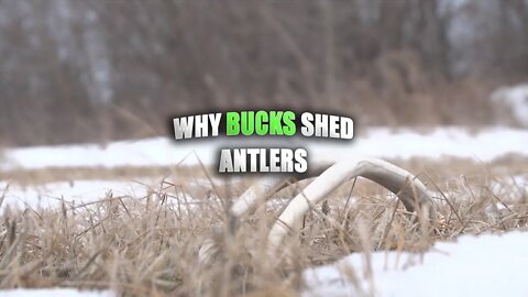 When and Why Bucks Shed Their Antlers