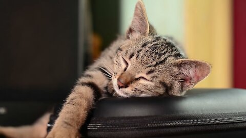 💗 Very sleepy cute cat!