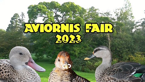 Beautiful ducks at the Aviornis Fair September 2023