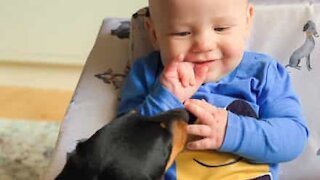 Sød venskab mellem hund og baby