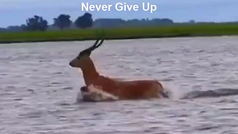 Never Give Up