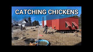 Getting Our Big Red Broilers Separated From The Bielefelder Chickens