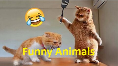 Funny Animal Videos 2023 😂 - Funniest Cats And Dogs Video 😺😍